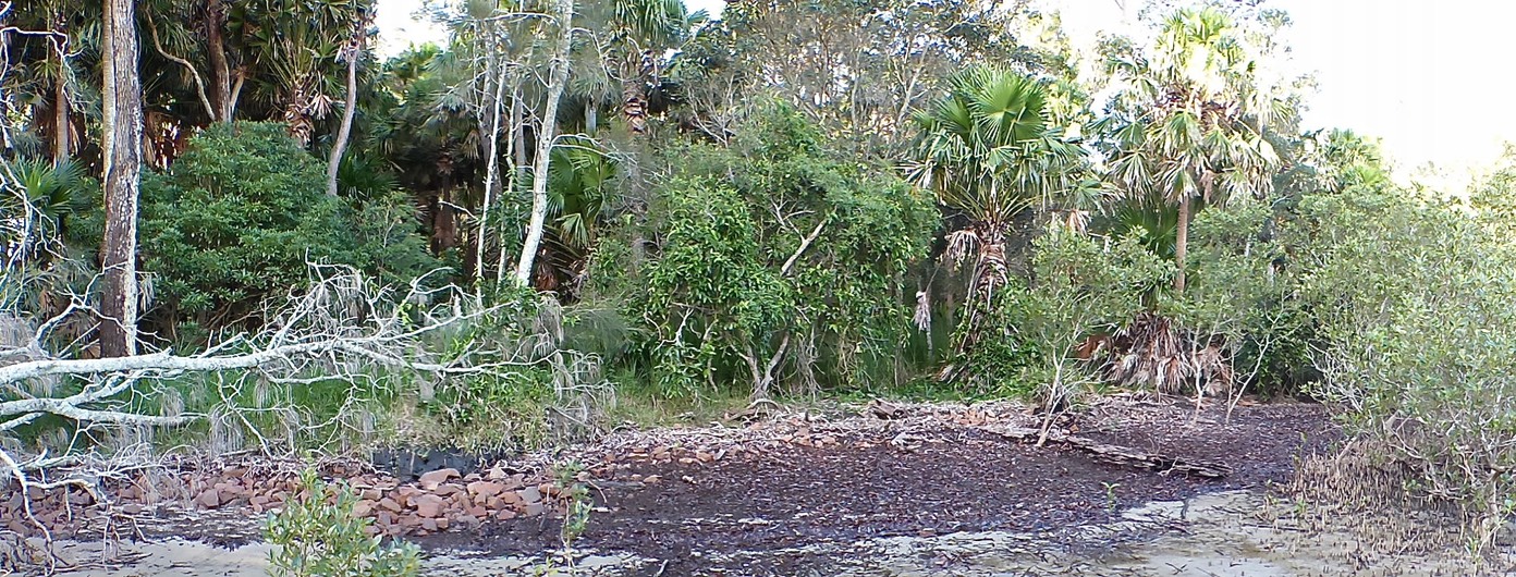 Dense green forest edge with palm trees, fallen branches, and a rocky shoreline area